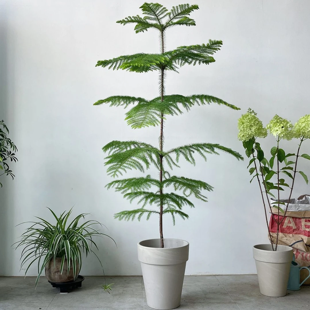 网红绿植澳洲杉圣诞桌面植物吸甲醛北欧ins风客厅阳台南洋杉室内