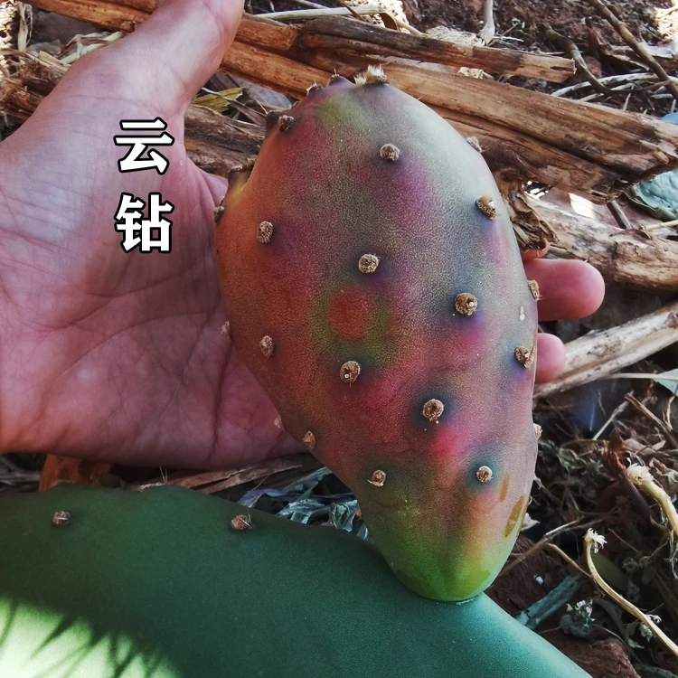 云钻红心可食用仙人掌果实纯甜种植外敷嫁接美容