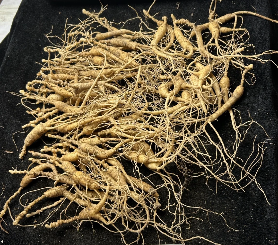 新鲜山参现场选货截图不支持售后