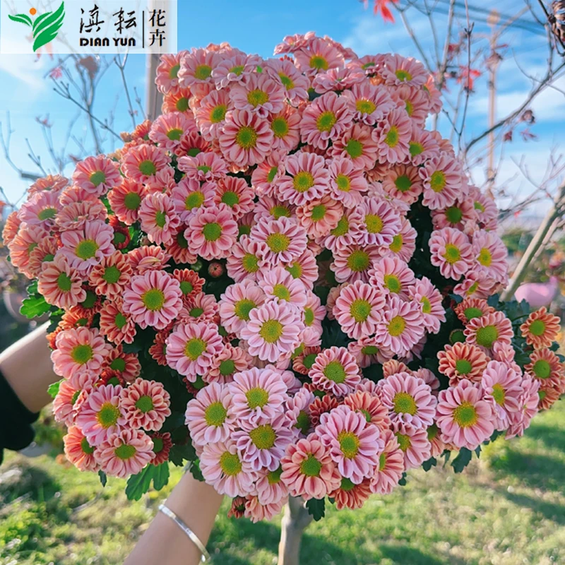 吉姆小菊阳台庭院开花植株适宜非常趣味适宜很好养护