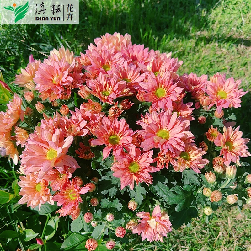三文鱼菊花带花苞四季开花菊花盆栽三文鱼小雏菊花草绿植花卉雏菊