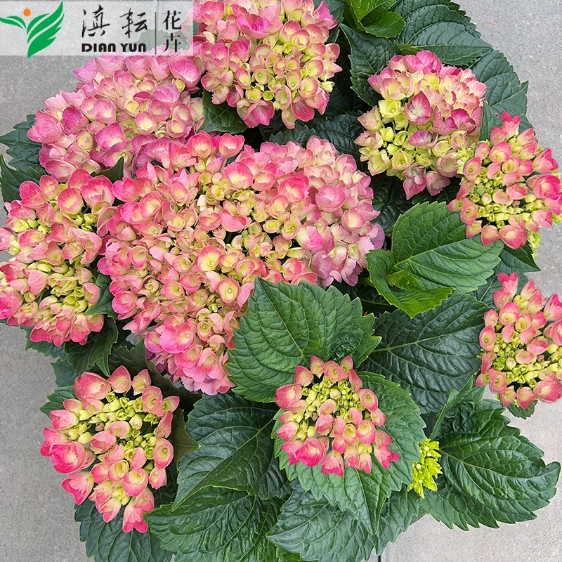 蝶舞含羞月带锯齿边大花绣球阳台楼顶庭院室内室外基地直发桃花粉