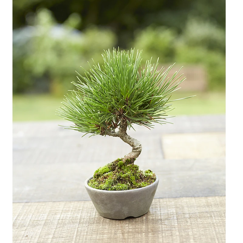 松柏杂木花卉类盆景 规格品种齐全 一物一拍