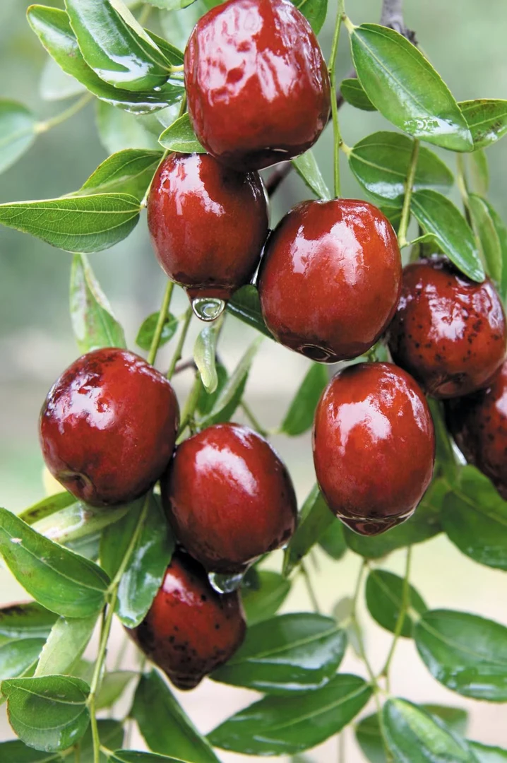 山西省稷山板枣 为历代皇廷之贡品  鲜枣 枣子 脆枣 补血养血