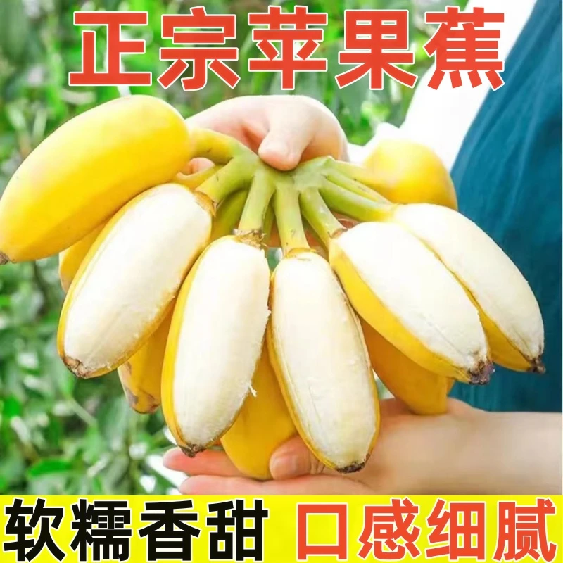 【现摘现发】广西苹果粉蕉西贡蕉现摘现发当季新鲜水果一整箱