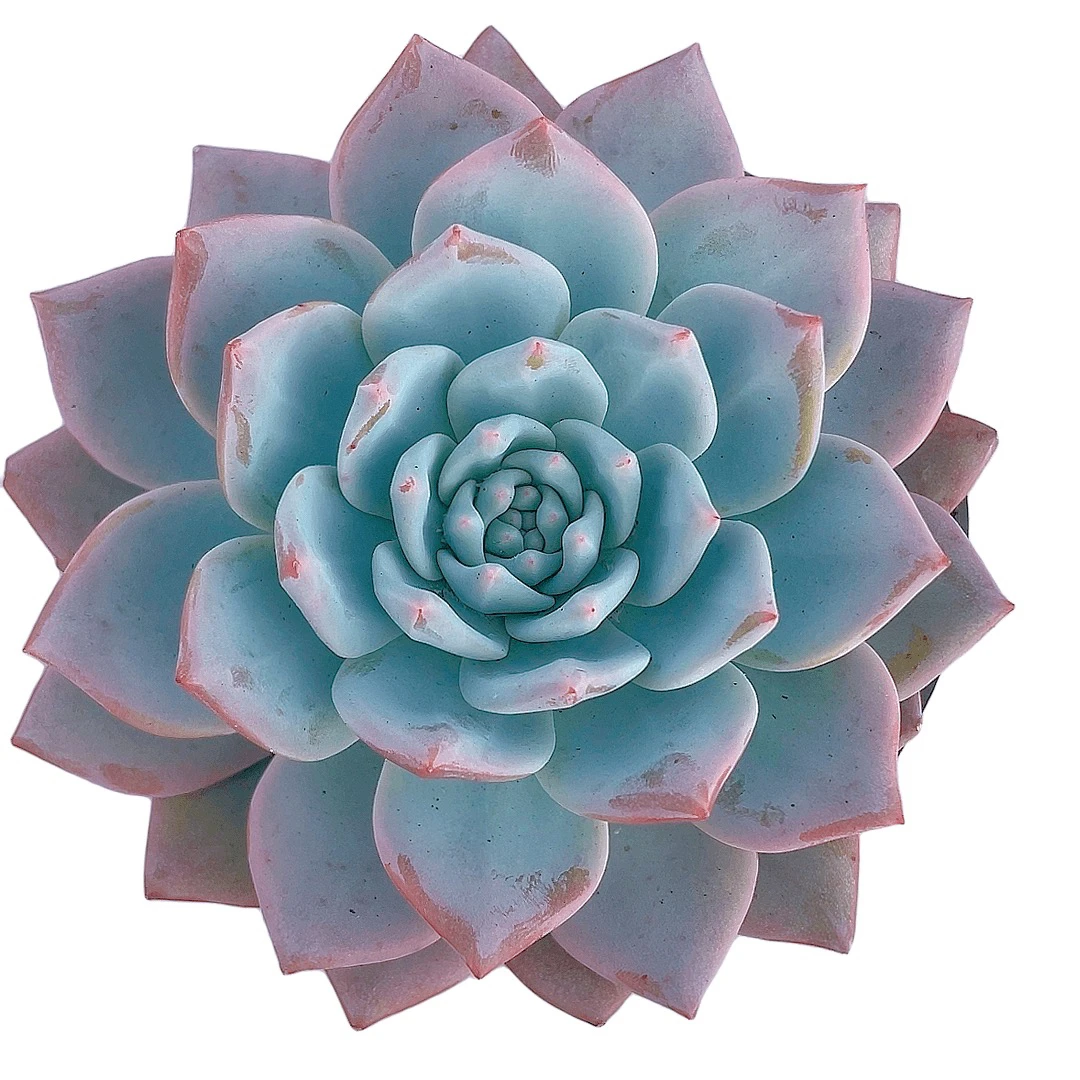 粉蓝鸟裸根发多肉种植简单冬季夏季空气叶子根部