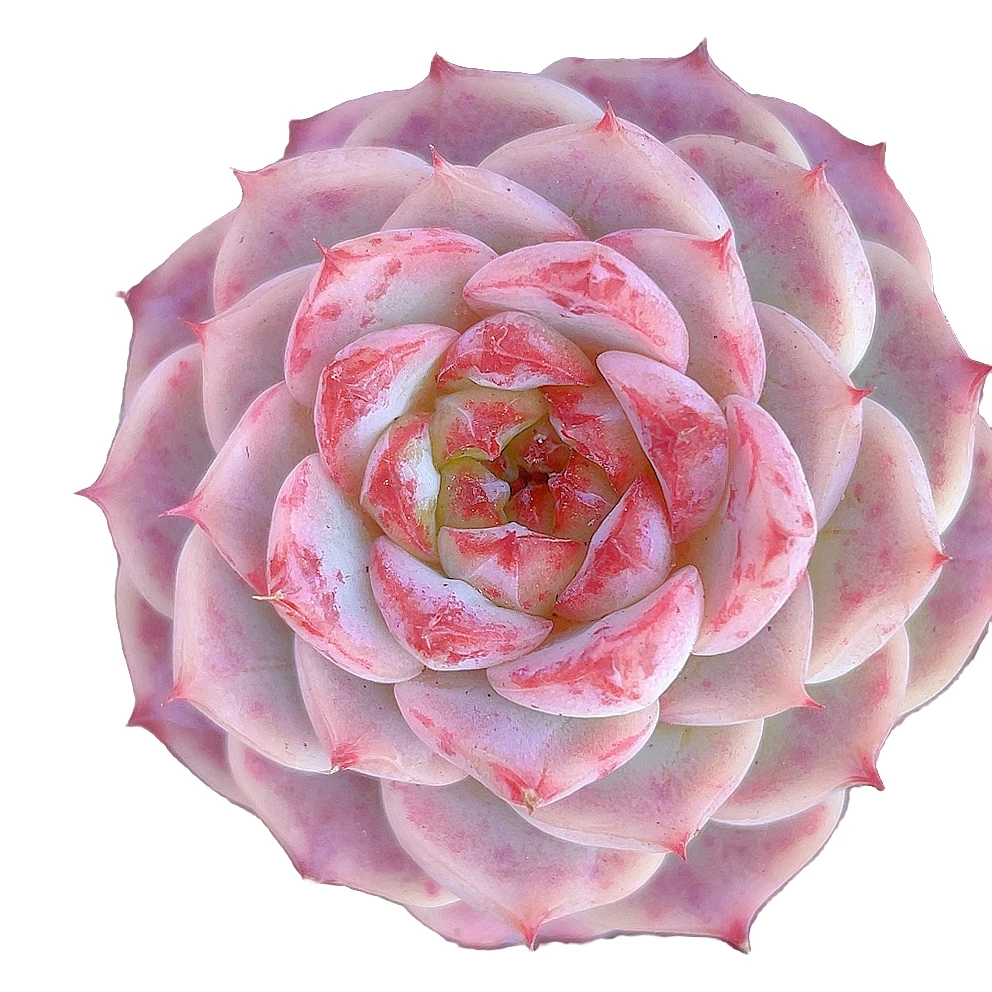 天鹅绒多肉满9.9包邮