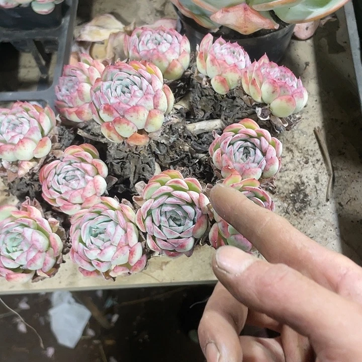 ˊ****草莓冰老庄裸根发多肉