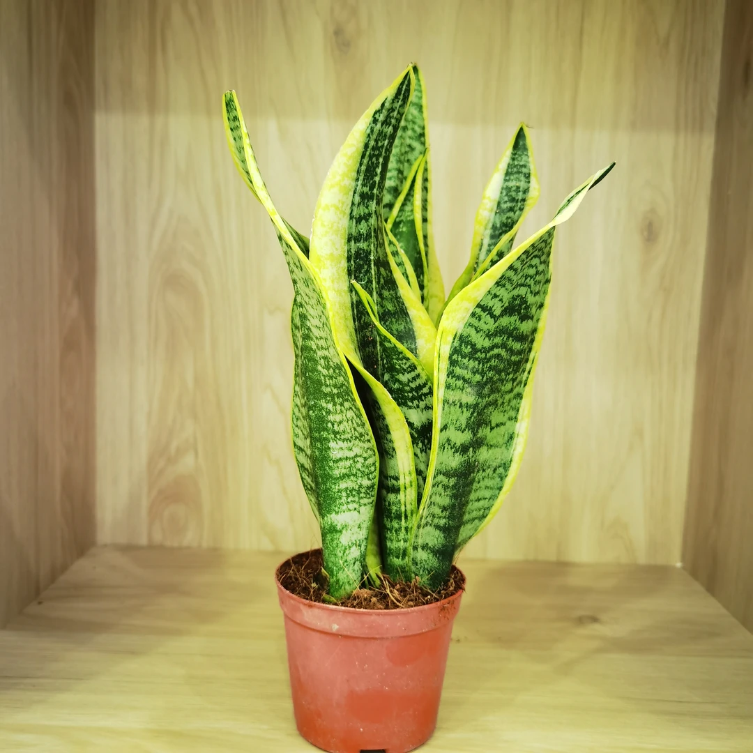 除甲醛金边虎皮兰新房吸甲醛植物防辐射四季室内绿植花盆栽虎尾兰