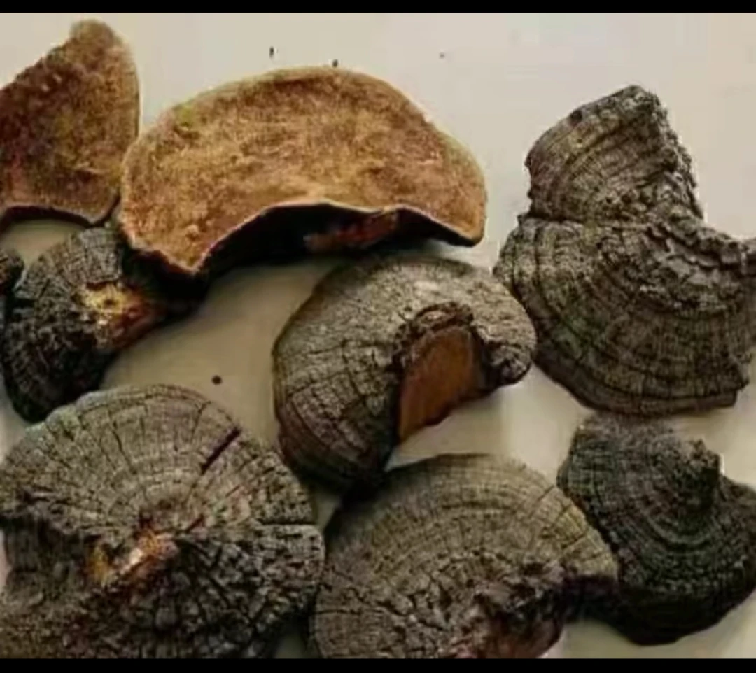 暴马丁香桑黄菇（半斤）包邮