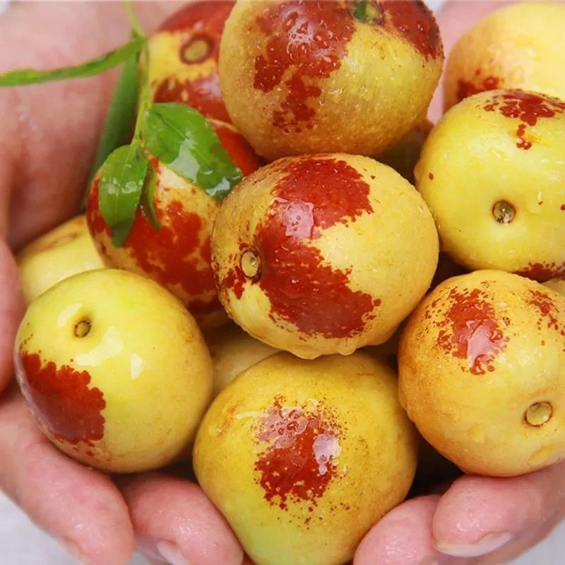 包黑子怼哥正宗嫁接对版冰糖脆枣树苗大枣树苗庭院