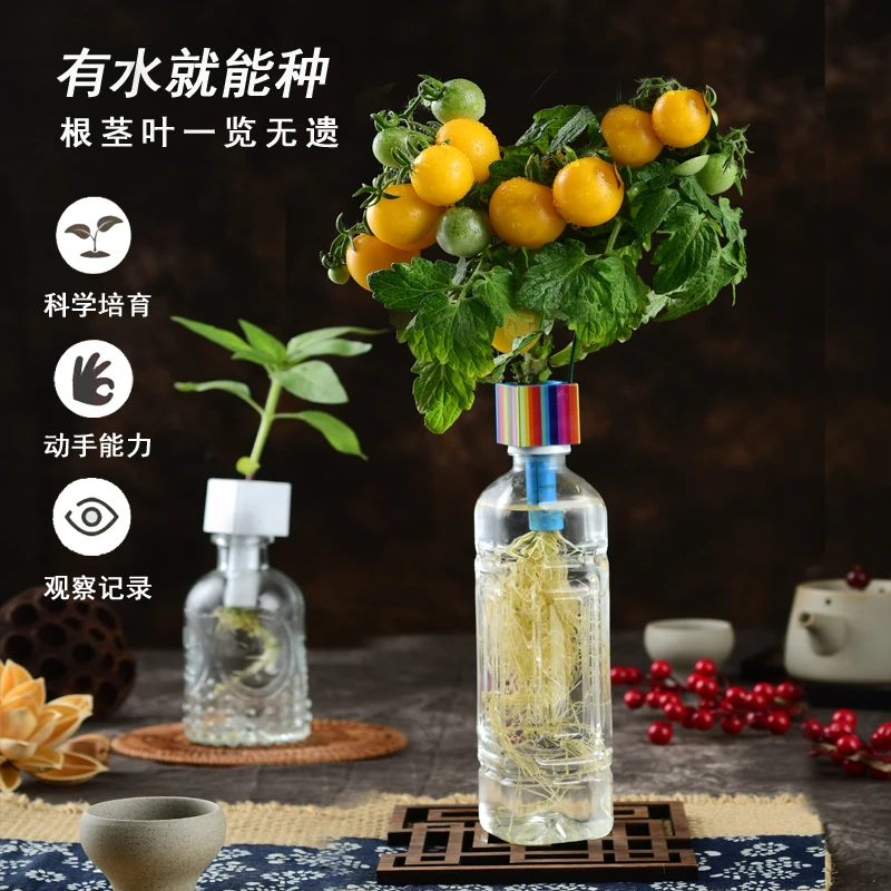 环保新型水培植物黄金小番茄阳台种植办公室养绿色玩具夏季