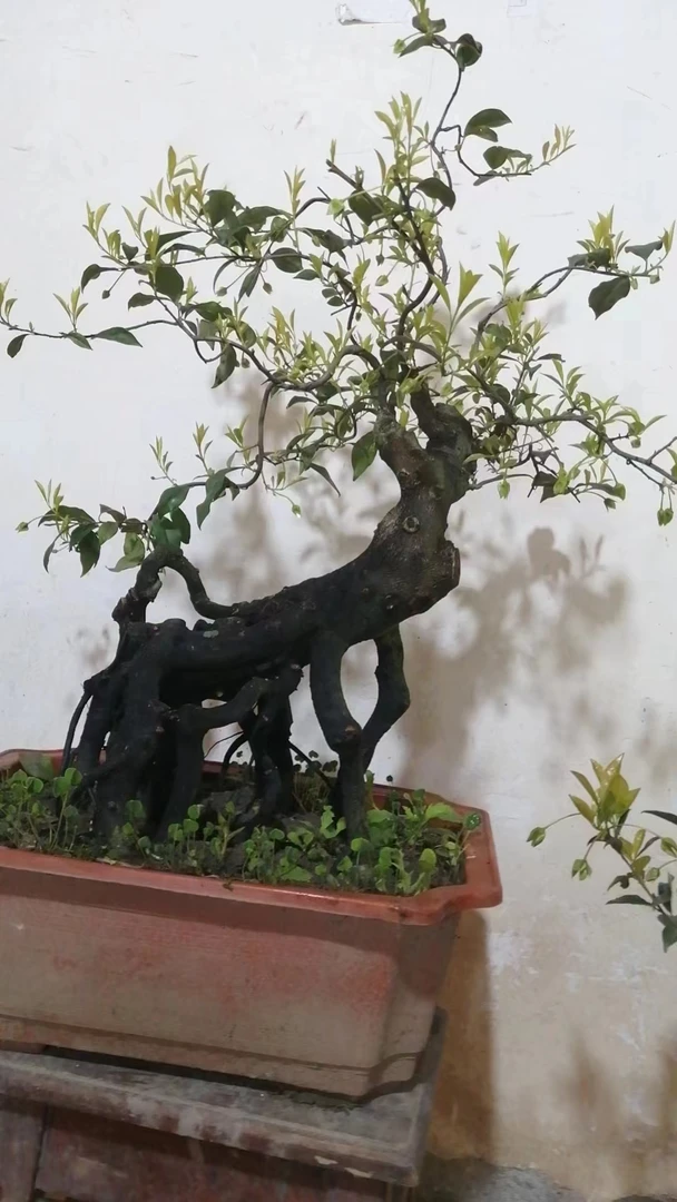 小钱金弹子，直播间付米处，请不要私自下单