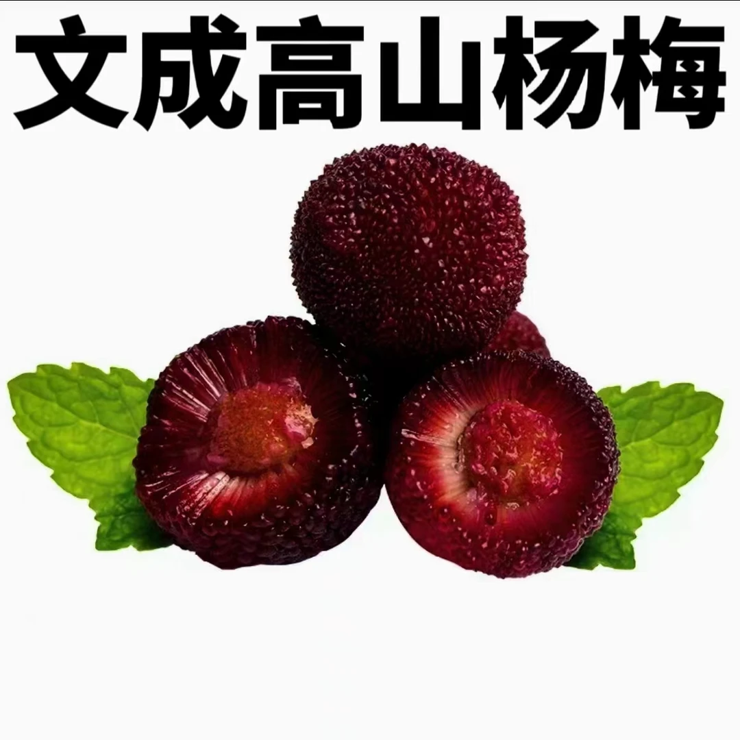 【文成高山杨梅】大果