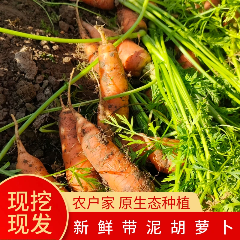 农家自种本地小胡萝卜丑胡萝卜露天萝卜5斤装包邮新鲜蔬菜萝卜