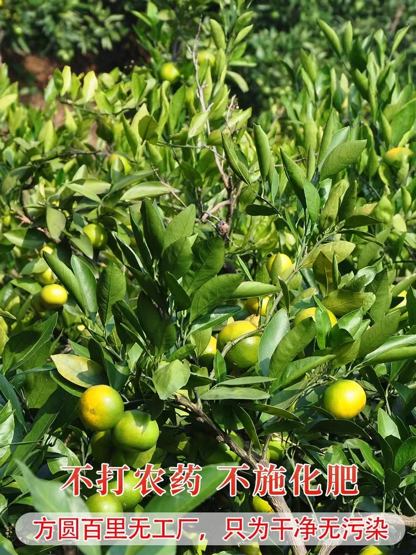 湖北卷桥桔子3斤/5斤青皮桔子现摘现发应季新鲜蜜桔酸甜孕妇水果