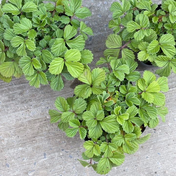 山野草山野植物山野草