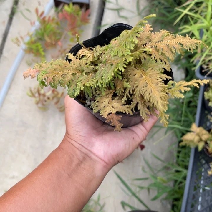 山野草我**去山野草