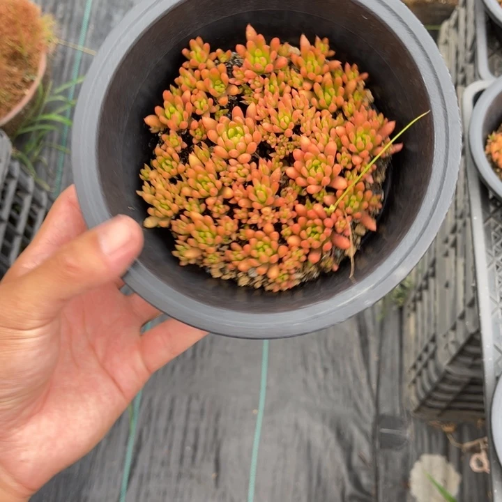 山野草盆栽天*山野草