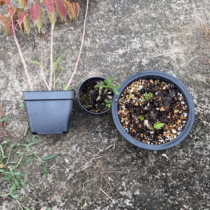 山野草盆栽柯*律山野草