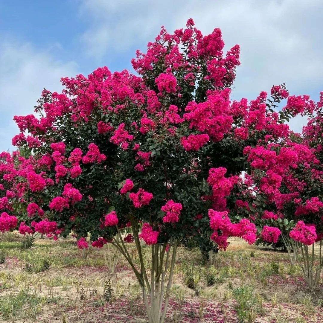 宫粉小叶玫红火龙火箭天鹅绒川红紫精灵银薇翠薇百丽玲珑红姬紫薇