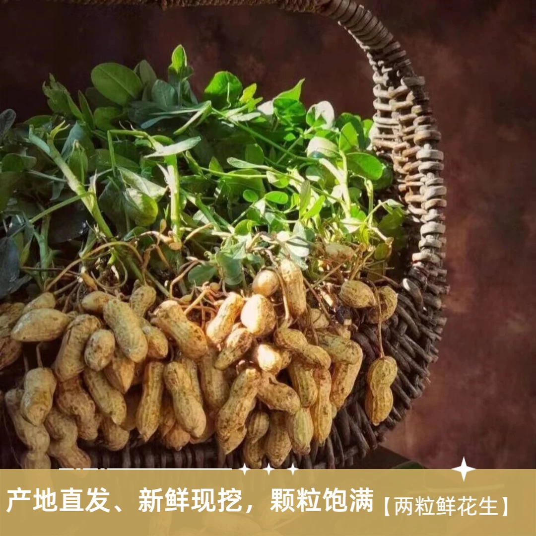 现摘鲜花生两粒花生带壳湿花生露天种植可水煮花生颗粒饱满3斤5斤