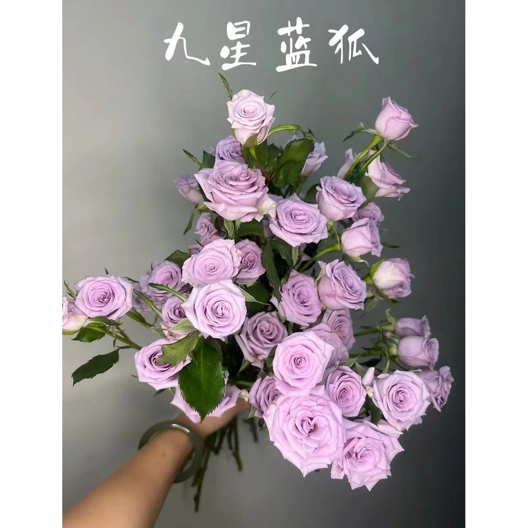 【如熙臻品】多头玫瑰  九星蓝狐（注意：收到带包装醒花哦！）