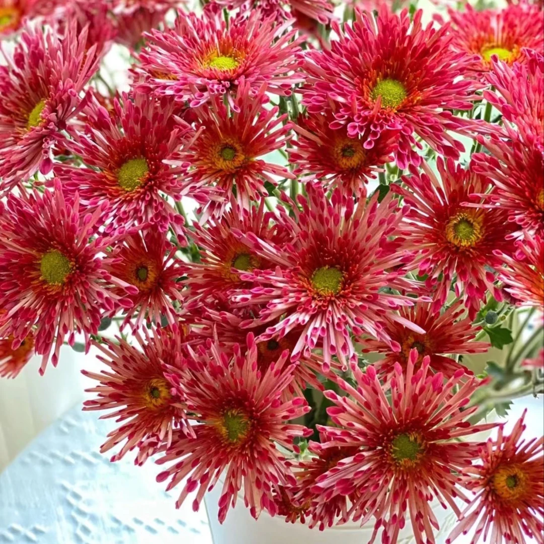 【如熙臻品】草莓糖 -小菊（实物具体颜色以直播间展示为准哦！）
