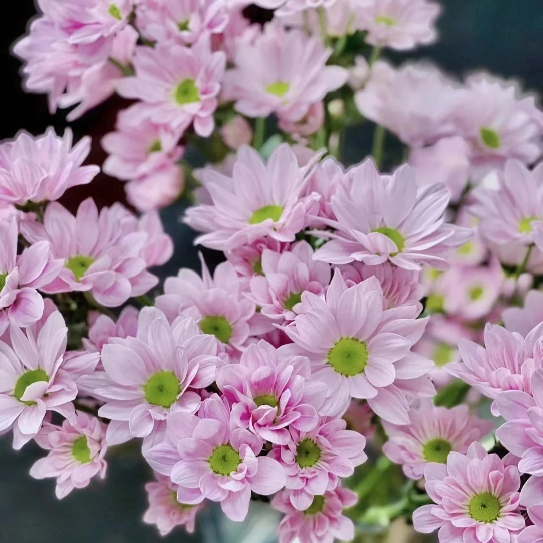 【如熙臻品】粉色三文鱼 - 小菊