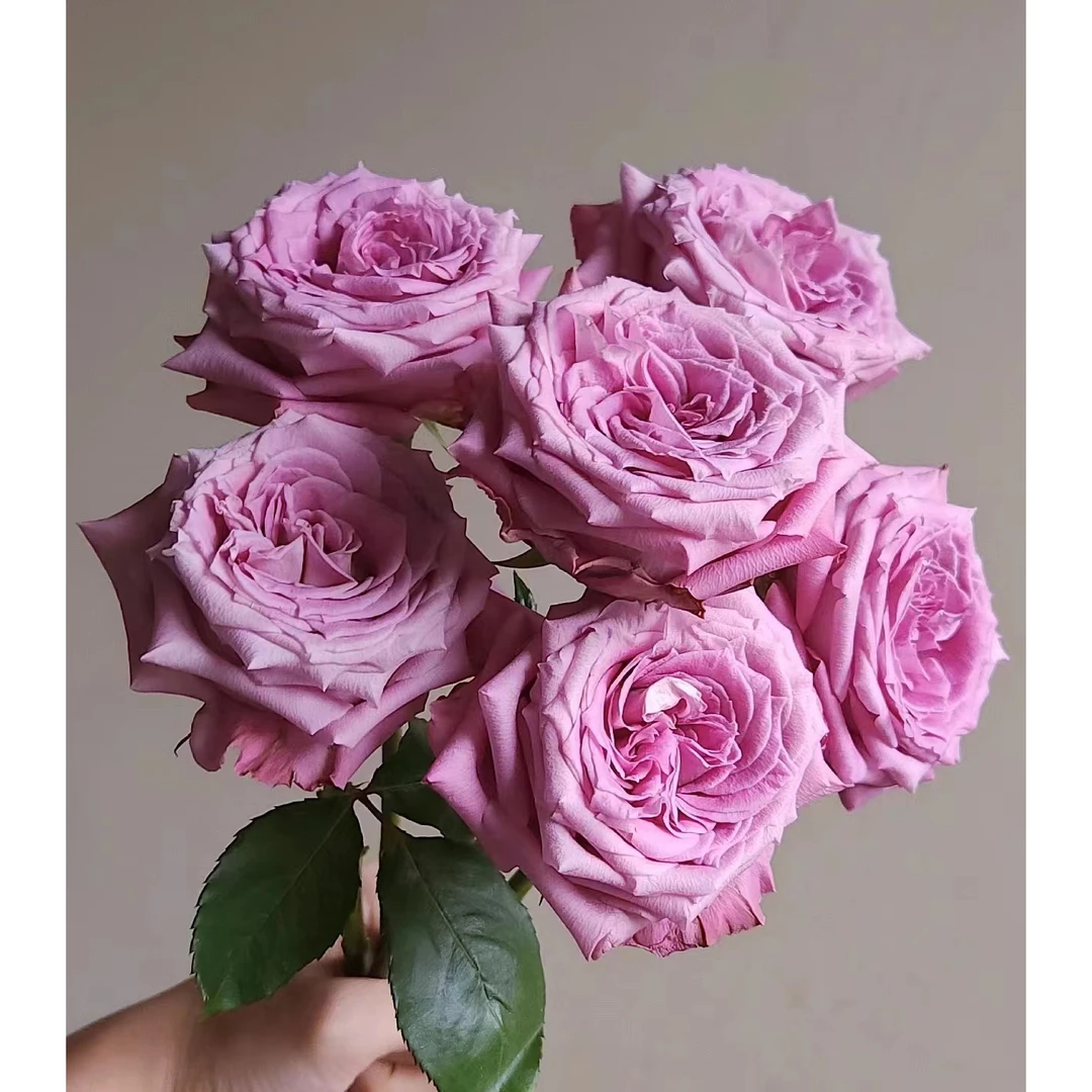 【如熙臻品】碧海 - 单头玫瑰(注意:收到带包装醒花哦!)