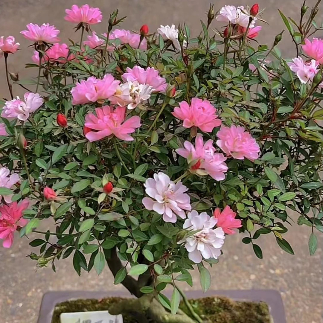 超微月季 樱花镜 月季  花量大 勤花