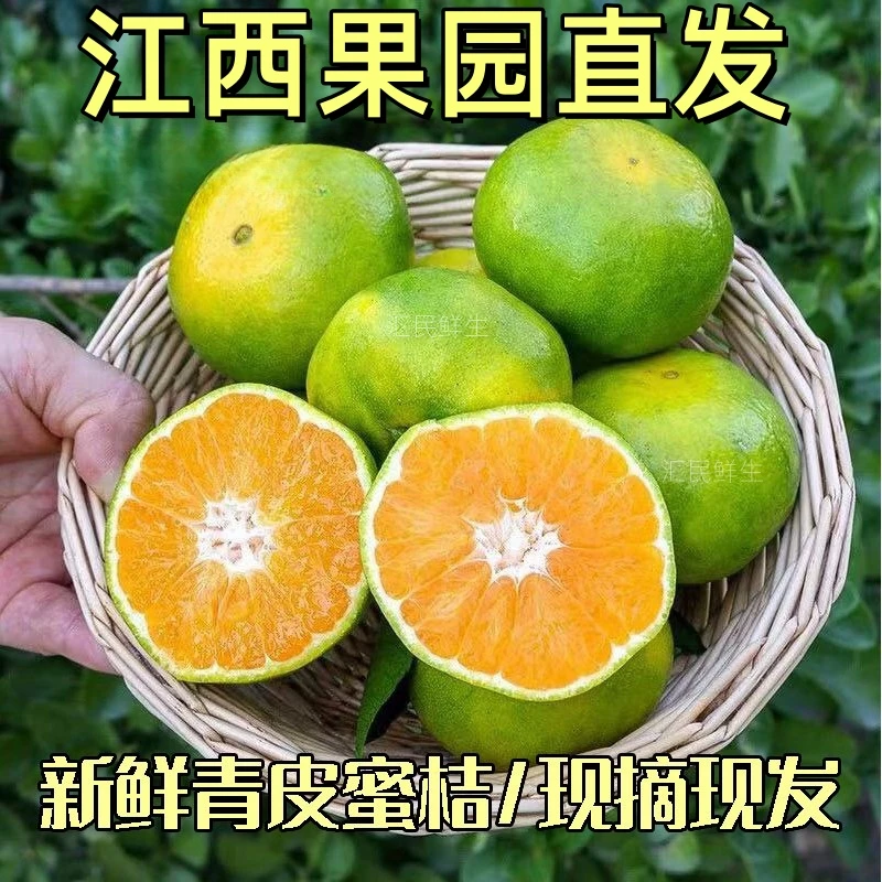 现摘赣南寻乌蜜橘青皮橘子新鲜应季无籽蜜橘皮薄酸甜孕妇水果