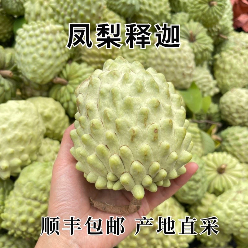 【东三省内蒙新疆拍】顺丰 A新鲜牛奶凤梨释迦热带水果采摘2/3/5斤