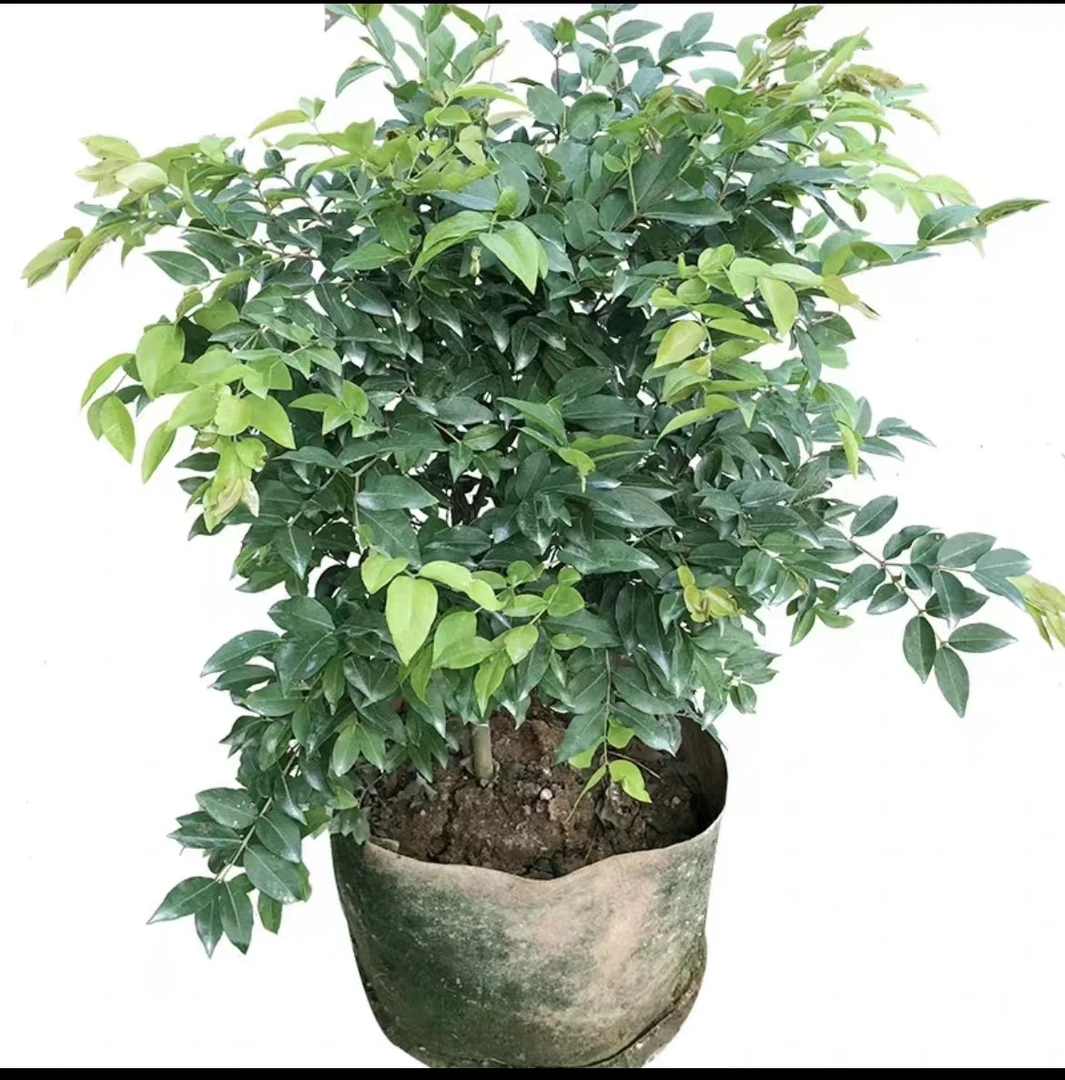 直播间一物一拍仿真绿植 带土带叶 盆栽绿植