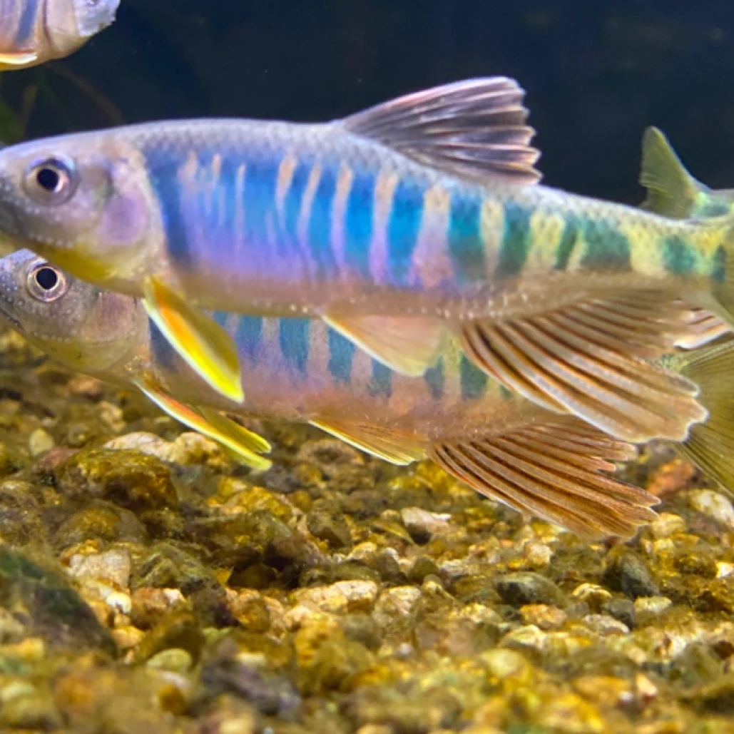 及品发色 掌柜自留自养完全发色长鳍鱲桃花鱼