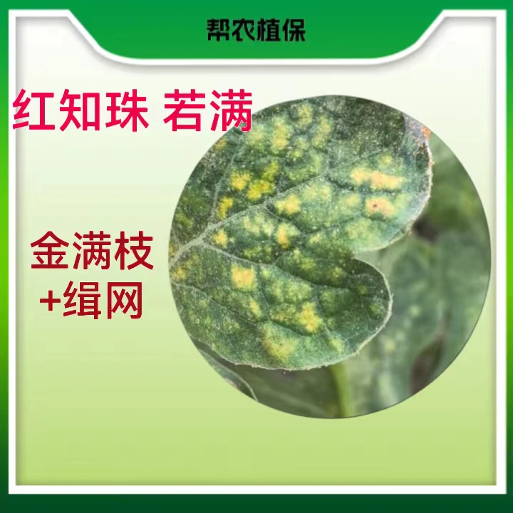 红知珠金满枝+辑网水送助剂