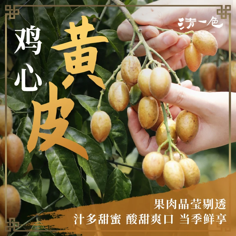 省内 软糯酸甜增城黄皮果园发顺丰快递速运航空发到家