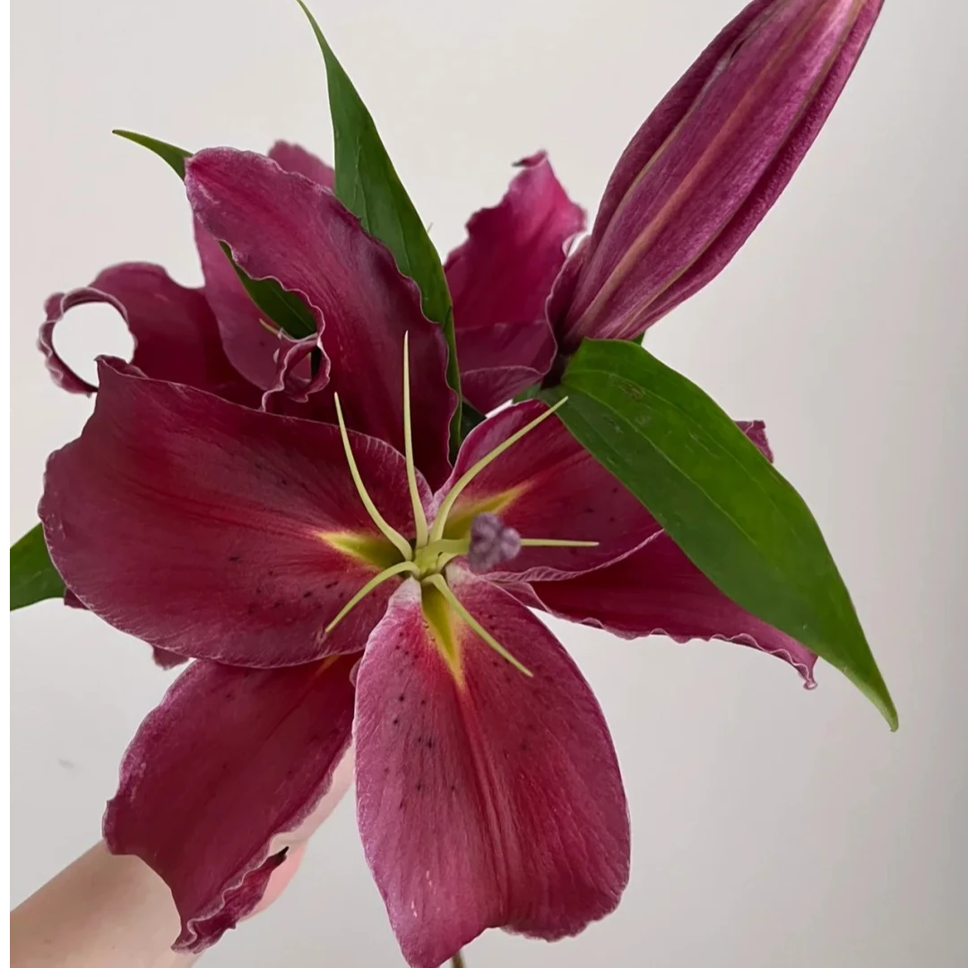 【黑珍珠香水百合 】任意2单鲜花包邮 发货后不支持退款