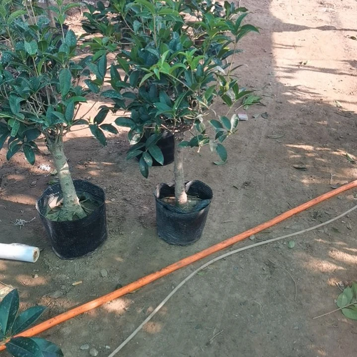 精品桂花精品桂花精品桂花