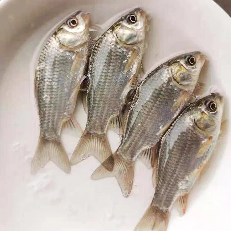 【活体】鲫鱼 中科5号 大板鲫淡水 渔场直销