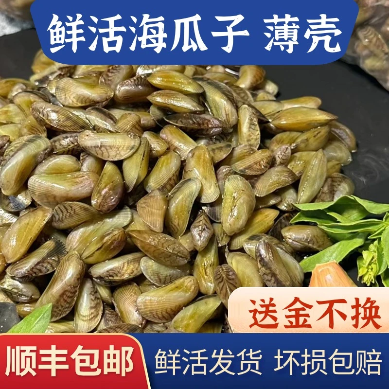 新鲜海瓜子薄壳米原产地直发福建潮汕鲜活海鲜送金不换400g/包