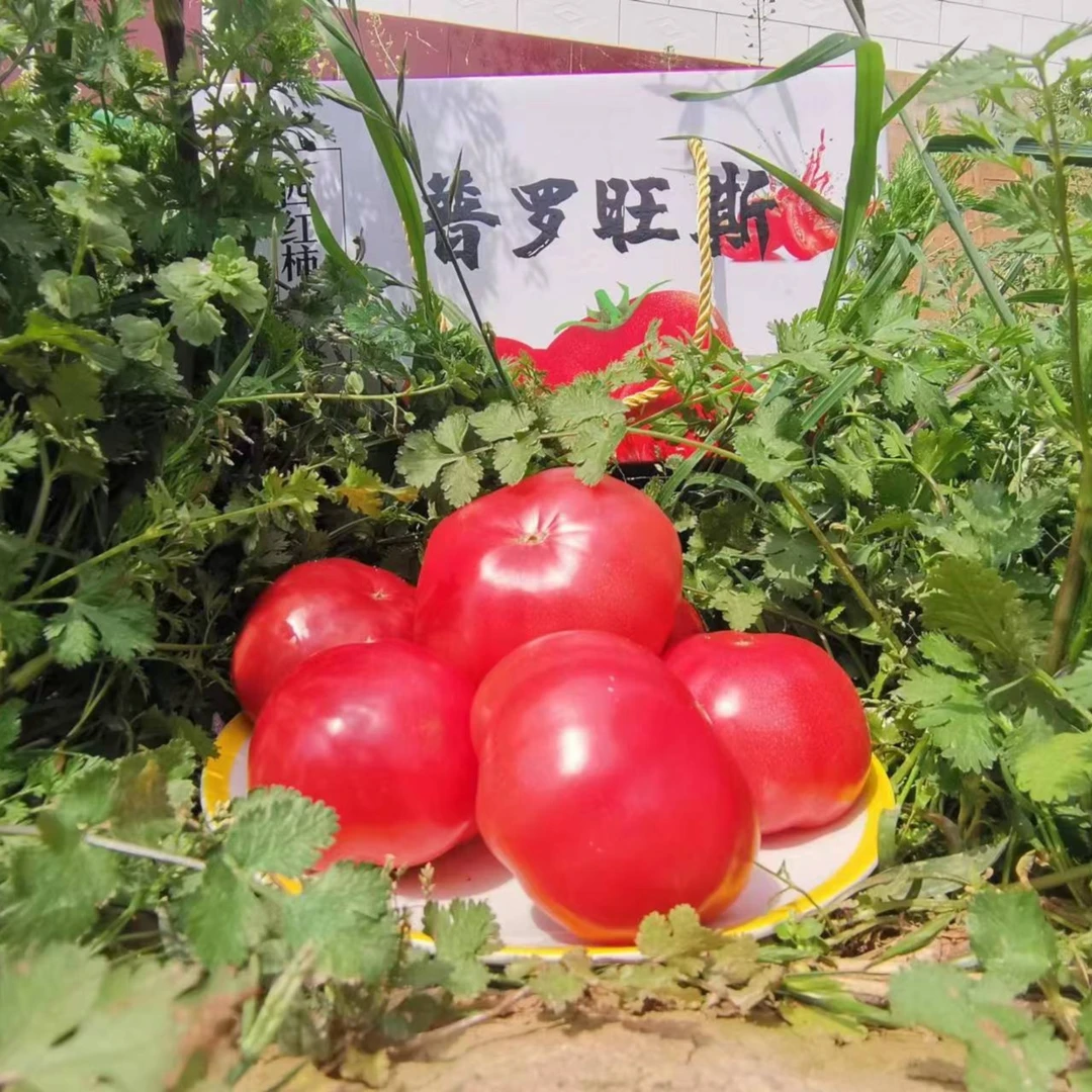 陕西水果西红柿 草莓西红柿净重2.5Kg以上