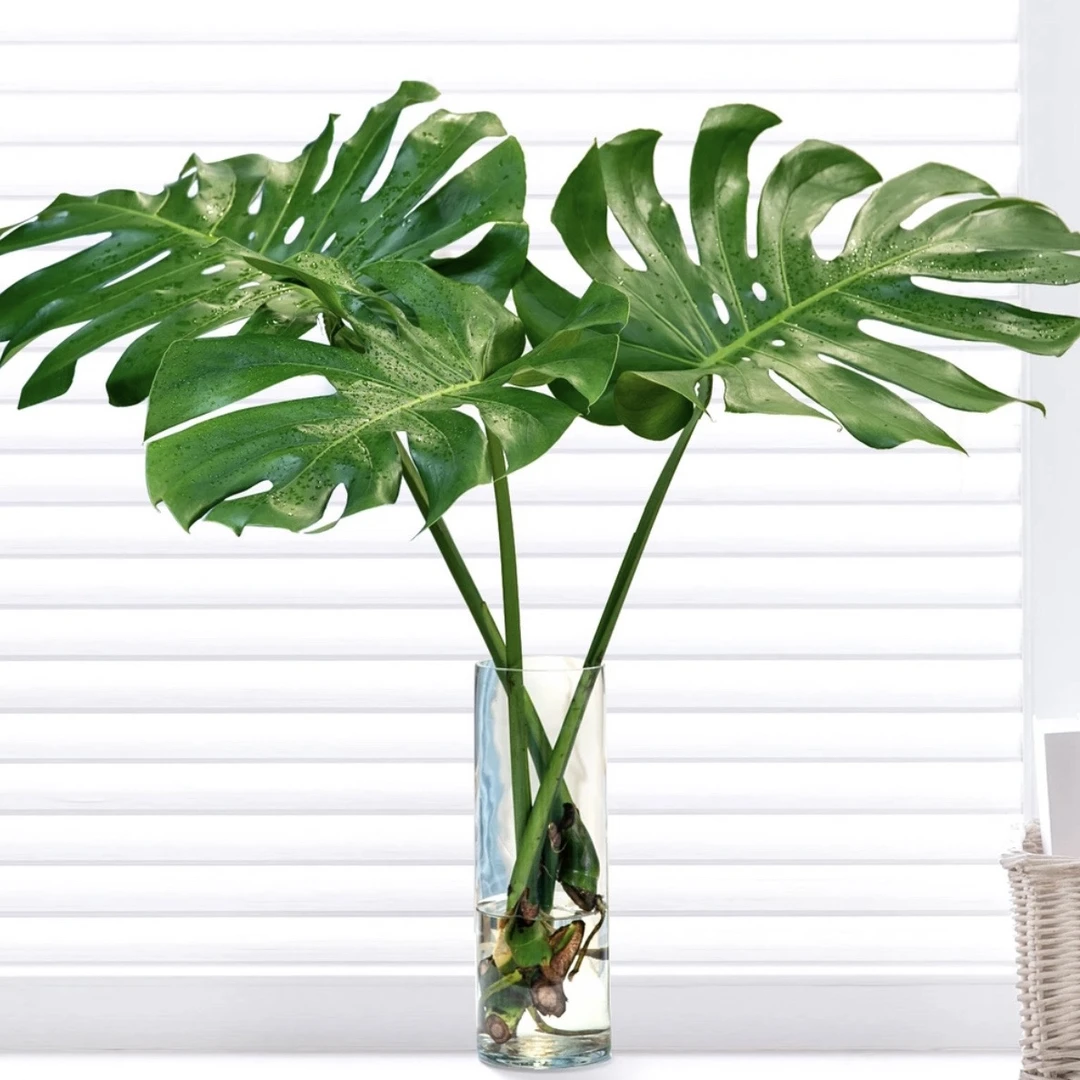 【坏了包赔】龟背竹水培绿植净化空气适合办公客厅室内摆放大叶绿植