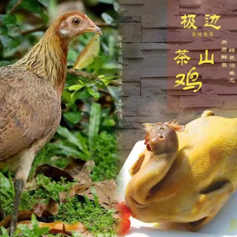 极边茶山鸡极边茶山手撕鸡 礼盒装