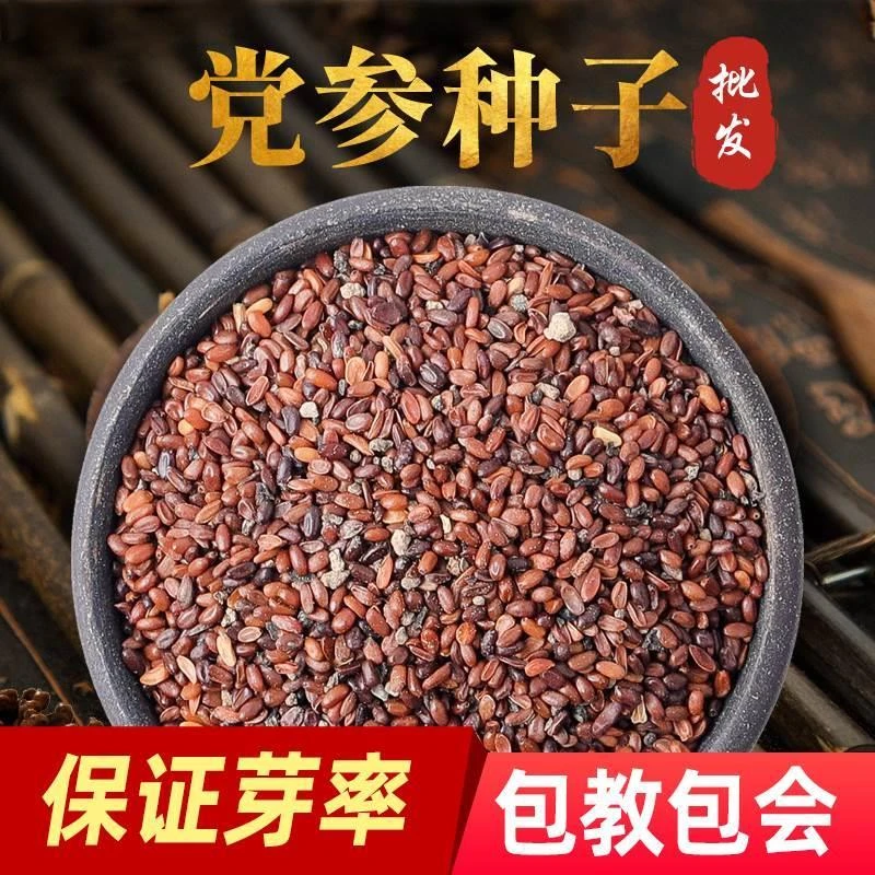 党参种子药材种籽种苗四季正品甘肃岷县特产新特级党参中草药种籽