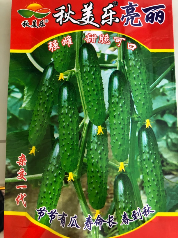 秋美乐亮丽黄瓜种子5克
