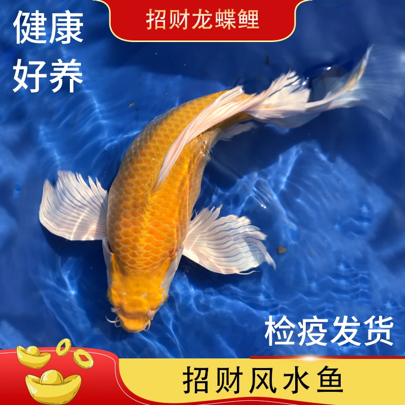 精选招财黄金蝴蝶鲤渔场直销包邮包活活体