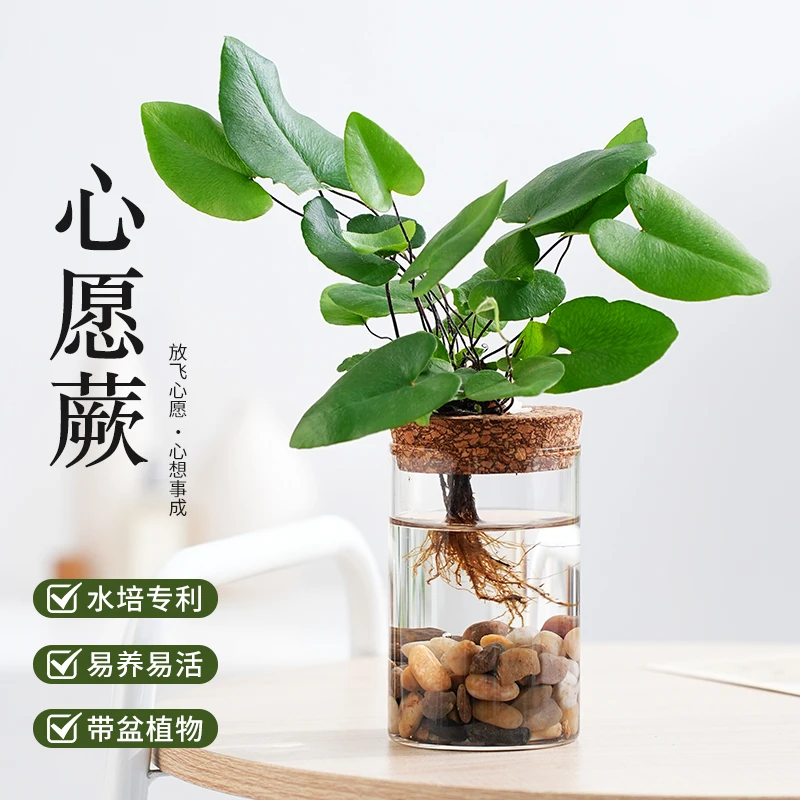 心愿蕨 蕨类水培植物生态瓶 桌面精致盆景叶片心形清新可爱美观