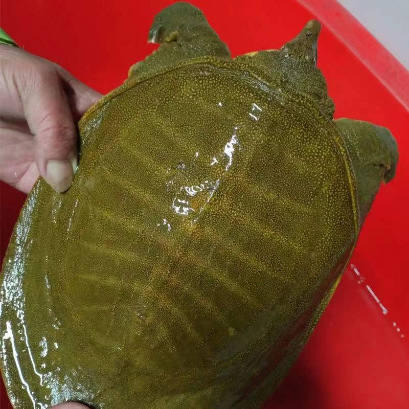 甲鱼公雄大鲜活活体食用水鱼团鱼海鲜鲜活王八中华鳖批发营养老鳖