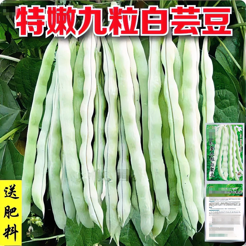 九粒白芸豆种子摘不败九粒白豆角早熟高产春秋季四季豆角大田种子